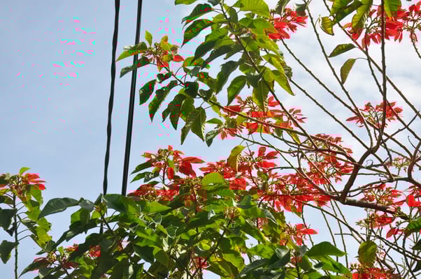 Kap Verden, Insel Santo Antao, Ponta do Sol