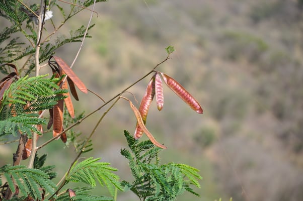 Kap Verden, Insel Santiago, Assomada, Aussichtsplattform