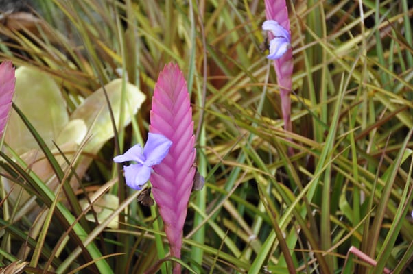 Madeira, Funchal, Villa Quitas das Cruzas, Jardins do Lago