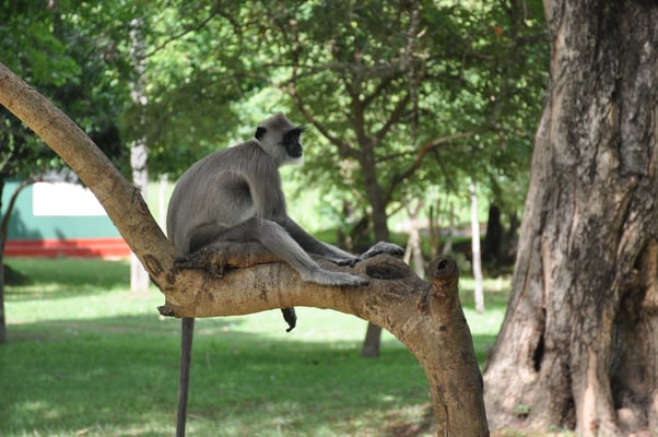 Sri Lanka: Anuradhapura, Affen in der Tempelanlage