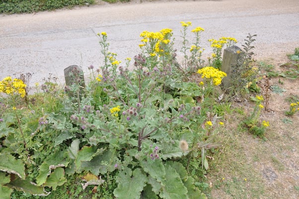 England, Auf dem Weg nach Irland: Station am Kreide Felsen von Dover