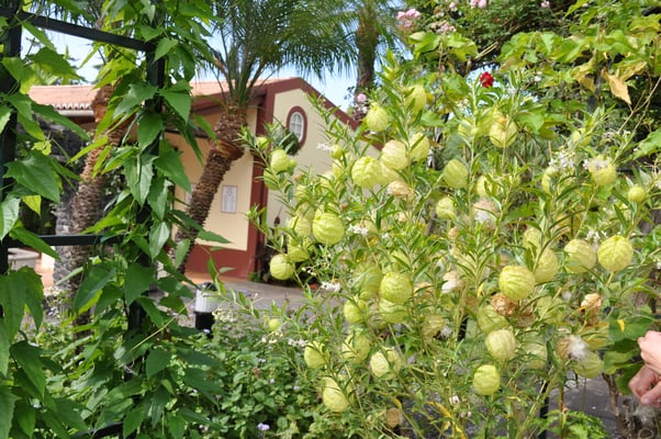 Madeira, Funchal, Villa Quitas das Cruzas, Jardins do Lago