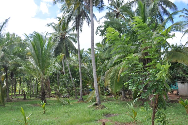 Sri Lanka, Dorf in der Nähe von Trincomalee