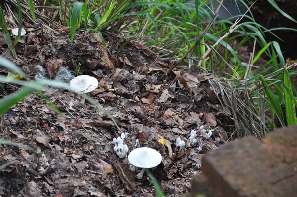 Sri Lanka, Sigirya, Rieselfels Sigirya (Löwenfels)