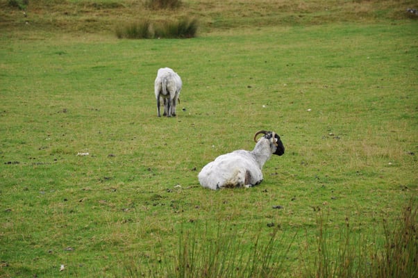 Irland, Keltisches Ringfort "Carhergal Stone Fort"