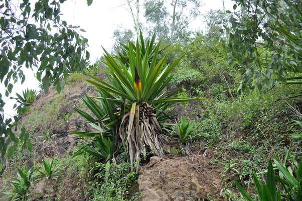 Kap Verden, Insel Santiago, Nationalpark "Serra Malagueta"