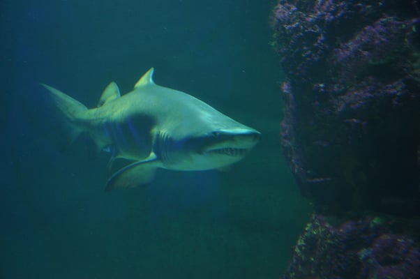 Irland, Halbinsel Dingle, Hauptstadt Dingle mit Aquarium