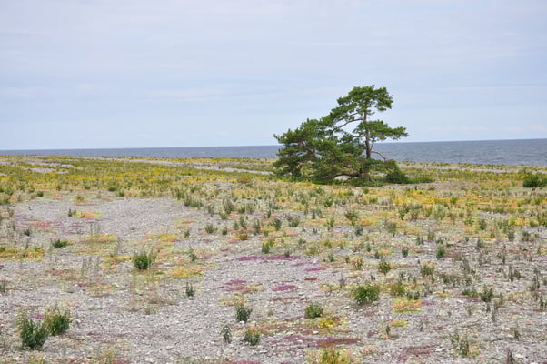 Schweden, Insel Farö, Rauk Gebiete