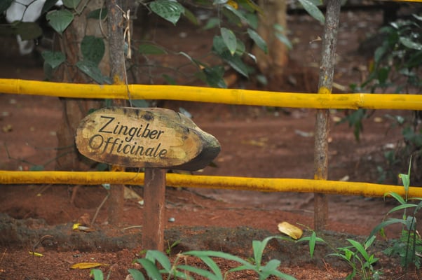 Sri Lanka, Matale, Gewürzgarten