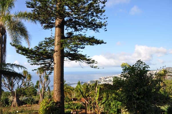 Madeira, Funchal, Botanischer Garten