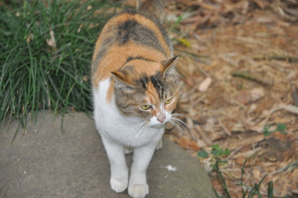 China, Shanghai, Bambuswald der Katzen