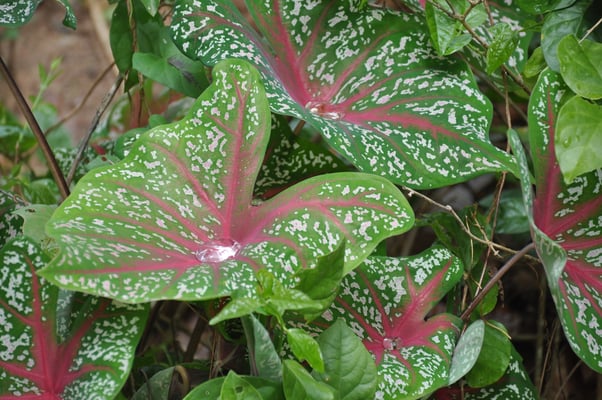 Sri Lanka, Hirwadunna, Kochkurs