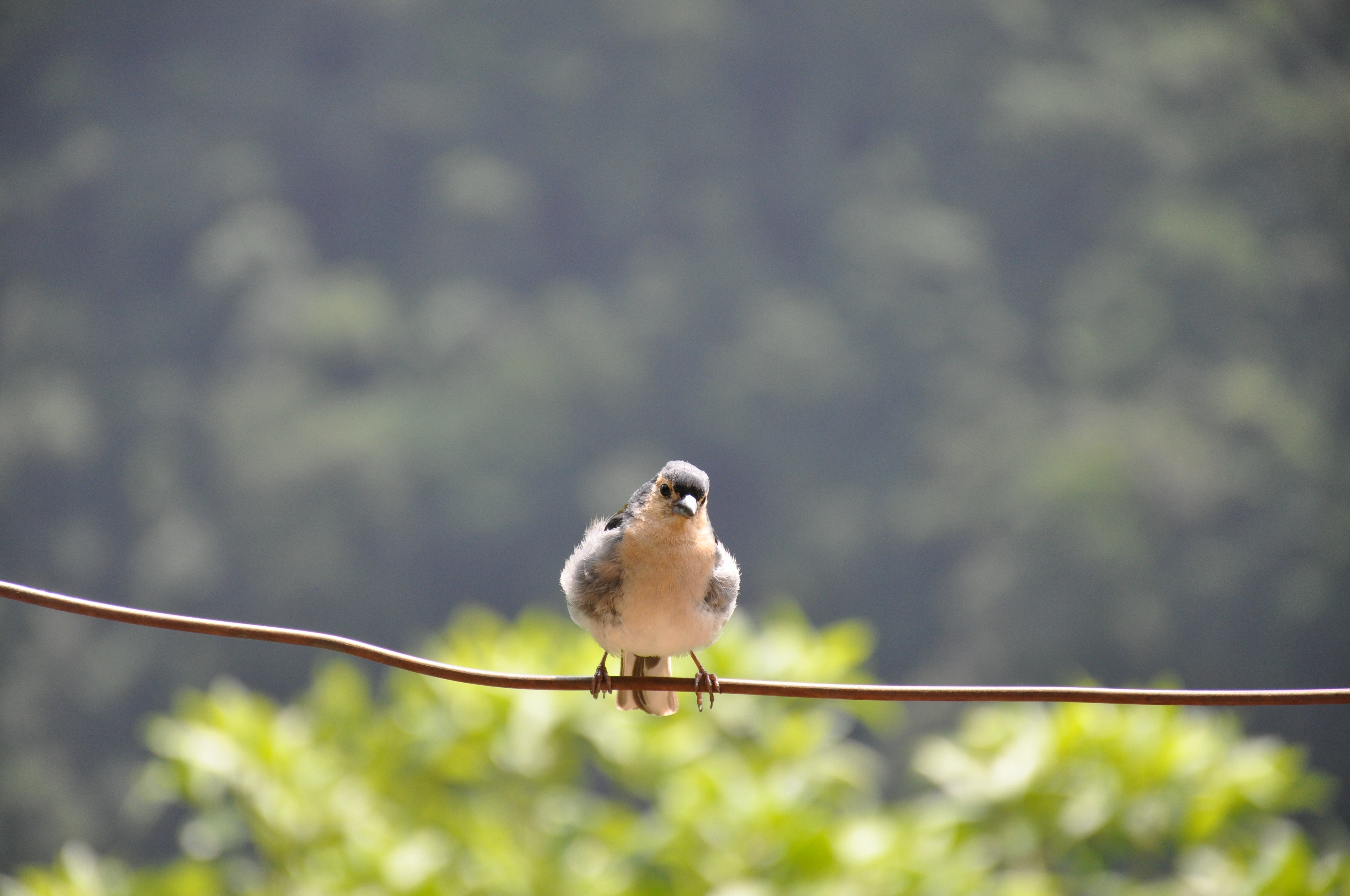 Madeira, Wanderung Levada da Reibeira da Janela