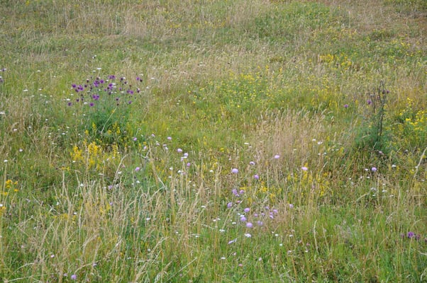 Schweden, Öland, Fliehbug, Barby Borg