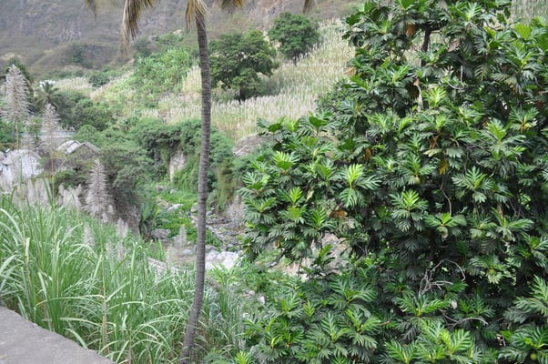 Kap Verden, Insel Santo Antao, Bergdorf Fontainhas