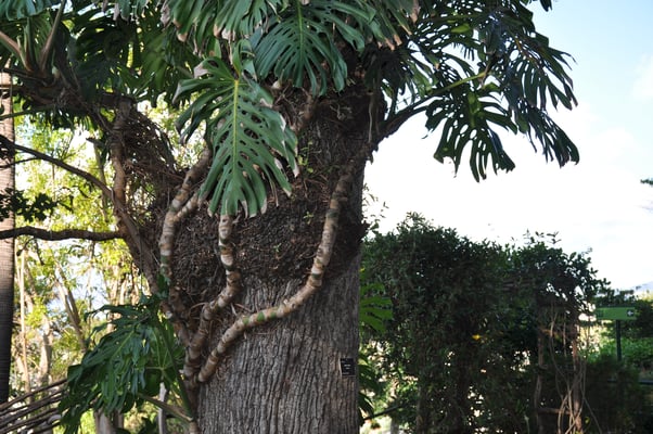 Madeira, Funchal, Botanischer Garten