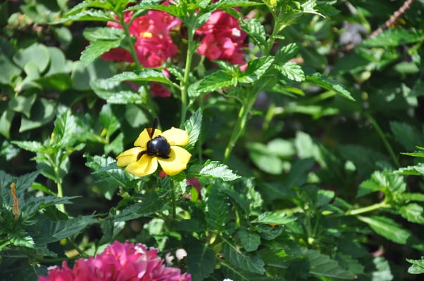 Kap Verden, Insel Fogo, Sao Felipe