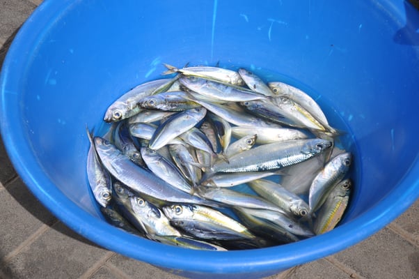 Kap Verden, Insel Santiago, Assomada, Markt