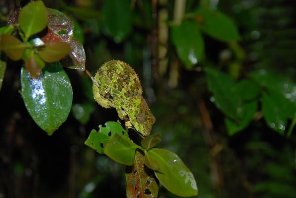 Madagaskar, Ranomafana Nationpark