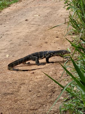 Sri Lanka, Hirwadunna, Fahrt mit einem Traktor