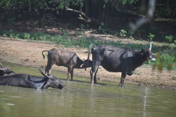 Sri Lanka, Yala Nationalpark