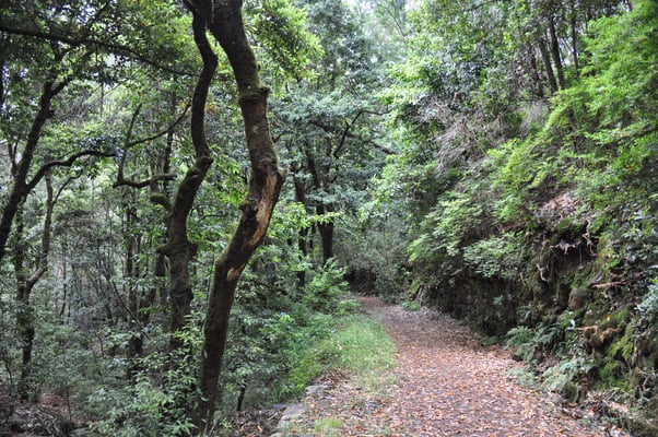 Madeira, Wanderung Levada do Furado