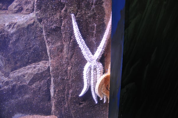 Irland, Halbinsel Dingle, Hauptstadt Dingle mit Aquarium