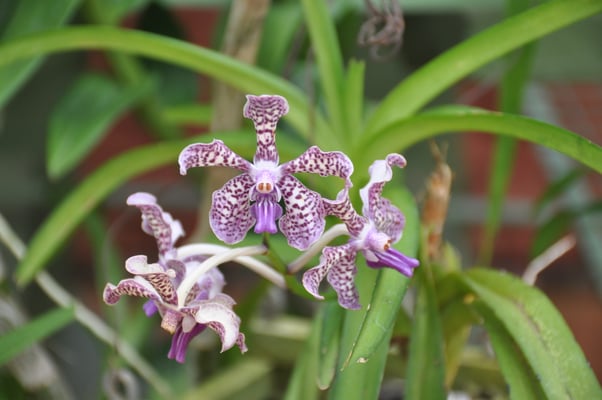 Sri Lanka, Kandy, Royal Botanic Gardens
