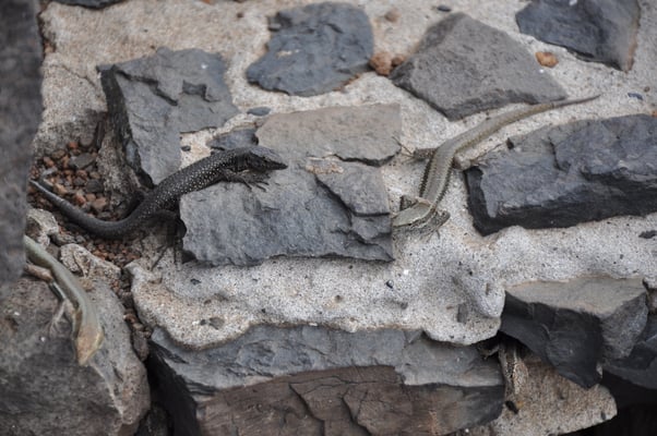 Madeira, Wanderung Vereda da Ponta de Sao Lourenco