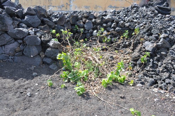 Kap Verden, Insel Fogo, Cha das Caldeiras, Pico Grande