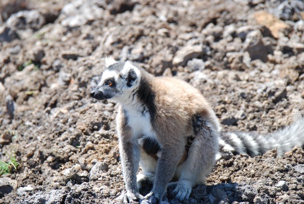 Madagaskar, Anja-Lemurenreservat, Kattas