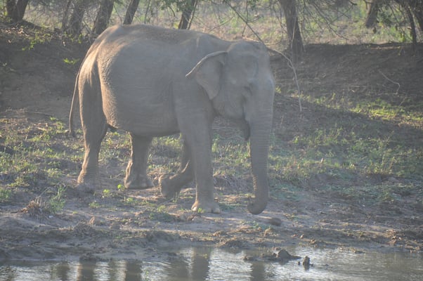 Sri Lanka, Yala Nationalpark