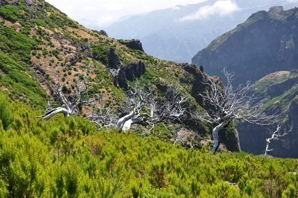 Madeira, Wanderung zum Vereda do Pico Ruivo
