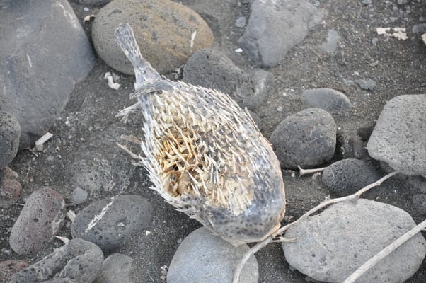 Kap Verden, Insel Santo Antao