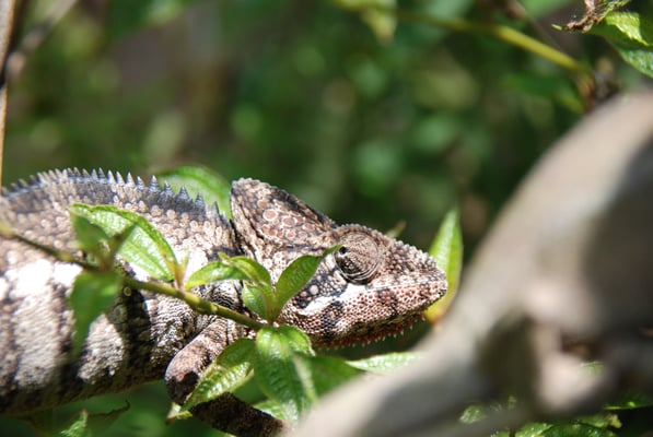Madagaskar, Zoo Nähe Andasibe Nationalpark, Chamäleon