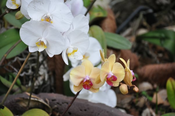 Madeira, Funchal, Villa Quitas das Cruzas, Jardins do Lago