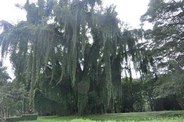 Sri Lanka, Kandy, Royal Botanic Gardens