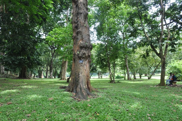 Sri Lanka, Kandy, Royal Botanic Gardens