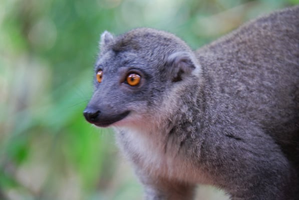 Madagaskar, Akanin ny Nofy, Besuch des Reservates Palmarium,  Kronenmaki