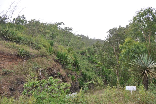 Kap Verden, Insel Santiago, Nationalpark "Serra Malagueta"