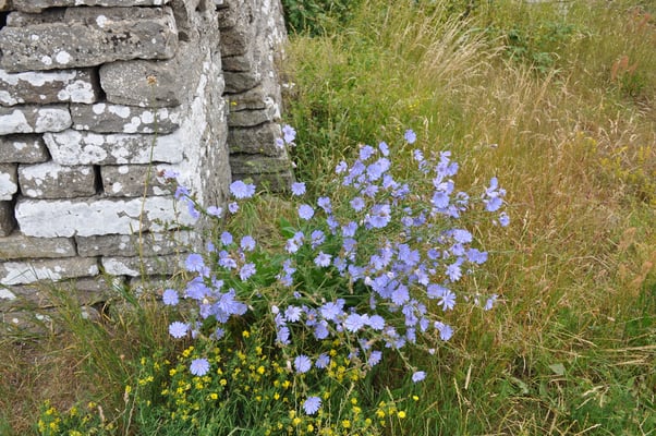 Schweden, Öland, Jagdmauer von König Gustav Adolph