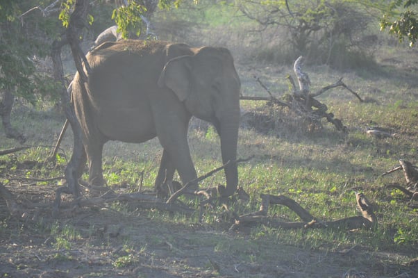 Sri Lanka, Yala Nationalpark
