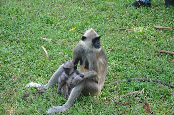 Sri Lanka: Anuradhapura, Affen in der Tempelanlage