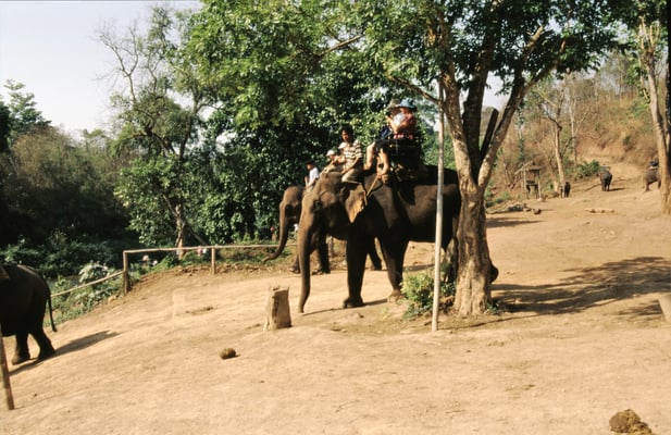 Thailand, Elefantencamp