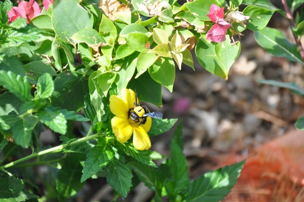 Kap Verden, Insel Fogo, Sao Felipe