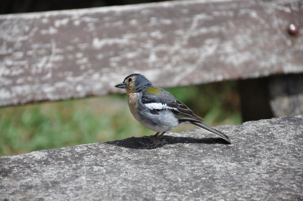 Madeira, Wanderung Levada da Reibeira da Janela