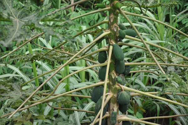 Kap Verden, Insel Santo Antao, Bergdorf Fontainhas