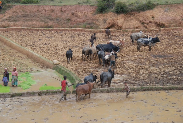 Madagaskar, Landleben, Terrassenfelder