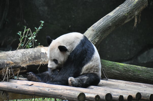 China, Chongqing, Zoo, großer Panda