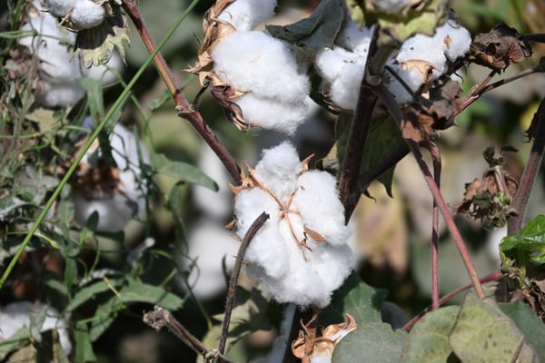 Usbekistan, Besuch eines Baumwollfeldes